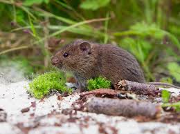 Voles will flee an area that smells of predator urine. How To Get Rid Of Voles Nature S Defensenature S Defense