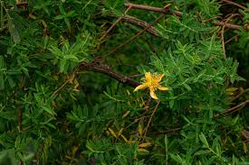 Image result for Hypericum revolutum