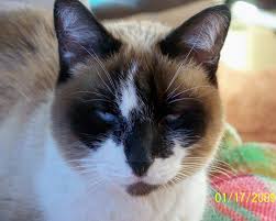 You may then want to try the cat in the rv with the engine. Rv And Car Travel With Cats Taking Your Pets On A Road Trip Pethelpful