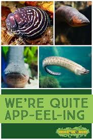It S Shocking How Good Our Eel Exhibit Is See All Different Kinds Of Eels At Branson S Largest Aquarium Branson S Wild Aquatic Animals Animals Plenty Of Fish