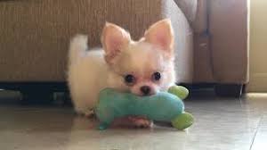My name is marybeth i own rover's makeover dog grooming. Long Haired White Chihuahua Puppies So Cute Sweetie Pie Pets By Kelly Swift Youtube