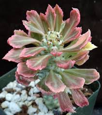 Image result for Monadenium crenatum
