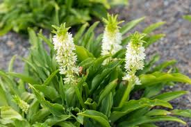 Image result for Eucomis zambesiaca
