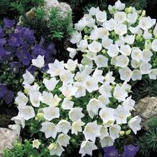 Campanula Carpatica Flower Seed White Bellflower Seeds Flower Seeds Flowers Perennials Campanula Flowers