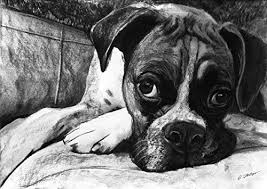 Black And White Boxer Dog Art 79 Charcoal Dog Drawings Ideas Dog Artwork Dog Art White Boxer Dogs