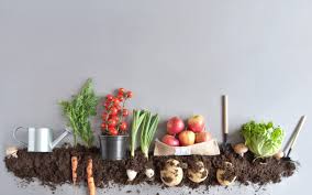 What makes a great organic gardening site Beginners Guide To Start An Organic Garden Zameen Blog