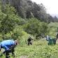 Weeding the Colma Creek Headwaters   — San Bruno event image