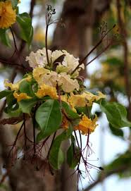 Image result for Cladostemon kirkii