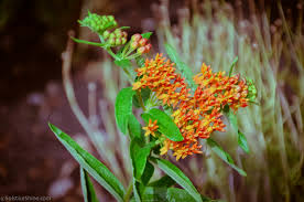 Image result for Asclepias palustris