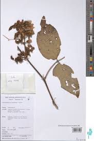 Image result for Adenodolichos