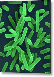 Image result for yersinia fotos