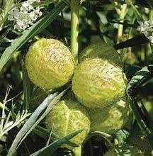 We did not find results for: Butterfly Milk Weed Balloon Plant Hairy Balls Seeds Asclepias Physoca
