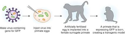 Trans = genic = organism = transgenic organisms are: Methods For Creating Transgenic Primates Lab Animal