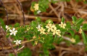 Image result for Catunaregam