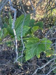 Image result for Peponium