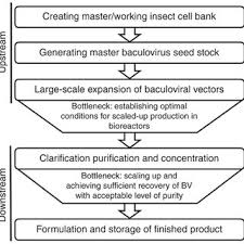 flow chart of the manufacturing process of baculovirus for