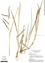 Image result for Paspalum plicatulum