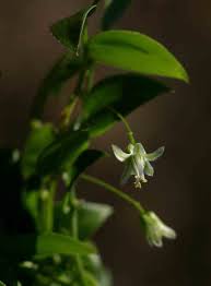 Image result for Asparagus asparagoides