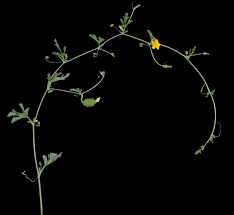 Image result for Cucumis kalahariensis