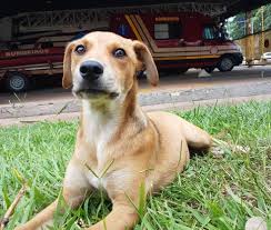 With josé luis garcía pérez, david castillo, empar ferrer, elvira lindo. Cachorro Vitima De Maus Tratos E Adotado Por Bombeiros E Vira Mascote Do Quartel No Interior De Sp Sao Jose Do Rio Preto E Aracatuba G1