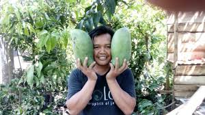 Dari berbagai jenis mangga yang telah dituliskan di atas, masih banyak jenis mangga yang masih belum disebutkan. Bibit Mangga Mahatir Super Besar Gampang Berbuah Daging Tebal Dan Manis Shopee Indonesia