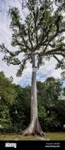Image result for Ceiba