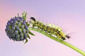 nine tussock moth caterpillars to watch out for