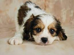 How long does a cavachon live? Cavachon Facts About The Perfect Family Dog K9 Web