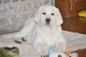You should also make sure that the puppy gets plenty of freshwaters and feeds are made on a schedule. Zarate Labradors English Labrador Puppies In Texas White Labs Breeders In Texas