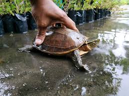 Kura Kura Ambon Ceper Betina Indukan Rumah Wisata Kolam Kura Kura Facebook