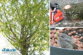 Mit viel erfahrung, bestens ausgebildeten mitarbeitern und einem umfangreichen maschinenpark fällen wir bäume auch an komplizierten lagen, in heiklen umgebungen oder mitten im stadtzentrum. Kosten Einer Baumfallung Was Kostet Es Baume Zu Fallen Talu De