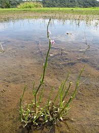 Image result for Dopatrium