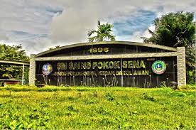 Sekolah menengah pokok sena atau nama ringkasnya,saina merupakan sebuah sekolah menengah sains yang terletak di km 25, jalan kuala nerang. Sm Sains Pokok Sena Saina Sm Sains Pokok Sena 06400 Pokok Sena Kedah Darul Aman Pokok Sena 2021