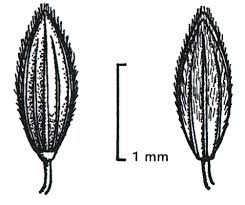 Image result for Digitaria longiflora