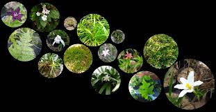 Image result for Brachyachne patentiflora