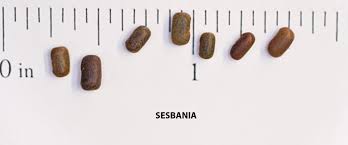 Image result for Sesbania goetzei