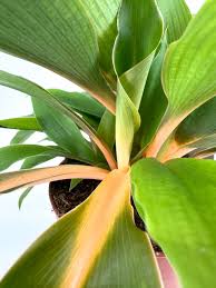 Image result for Chlorophytum