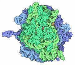 In an animal cell 70s ribosomes are seen in. Pdb 101 Molecule Of The Month Ribosome