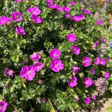 Image result for Geranium sanguineum Max Frei