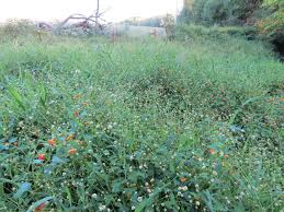 Image result for Impatiens shirensis