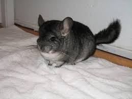 Share it or review it. Chinchillas Pets And Animals For Sale California