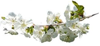 Rsultat de recherche d'images pour 