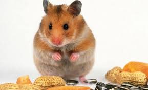 Protein adalah zat gizi yang diperlukan untuk pertumbuhan tubuh manusia dan memiliki banyak manfaat bagi tubuh. Top 7 Makanan Hamster Terbaik Kedudukan 2020