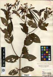 Image result for Ancylobothrys tayloris