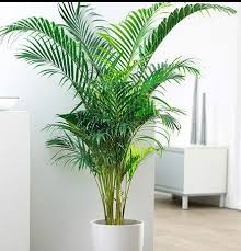 Free shipping on orders of $35+ and save 5% every day with your target redcard. Selpline Indoor Palm Tree Chrysalidocarpus Lutescens Areca Plants Home Decor Air Plants Amazon In Garden Outdoors