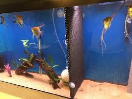 On top of that, you can create a beautiful set up complete with a live plant and a happy beautiful fish. Pin On Aquarium Fish Tank
