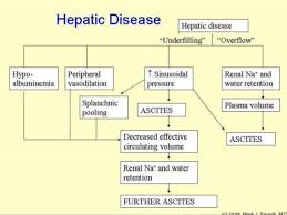 pathophysiology of liver