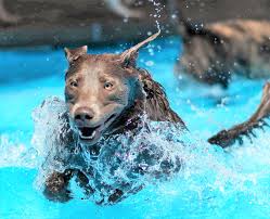 Jumping up on people is a natural behavior and therefore part of a dog's greeting ritual. Vet Expert Tips To Keep Your Pet Cool