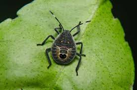 Stink bug control and seasonal exclusion