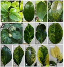 No chemicals can cure a plant of this virus infection or of any other. Frontiers Virome Of Camellia Japonica Discovery Of And Molecular Characterization Of New Viruses Of Different Taxa In Camellias Microbiology